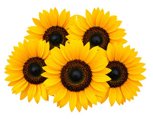 Fototapeta premium Sunflower, flowers isolated on transparent background, Yellow, yellow flower, isolate