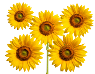  Sunflower, flowers isolated on transparent background, Yellow, yellow flower, isolate 