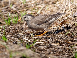 Obraz premium 地面を歩くムクドリ