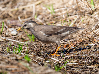 地面を歩くムクドリ
