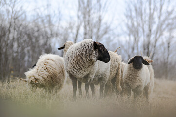 Flock of sheeps on the field in wintertime