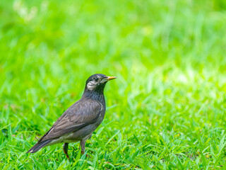 Obraz premium 地面を歩くムクドリ