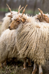 Racka sheeps on the field