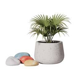 Obraz premium A small palm plant in a textured white ceramic planter on transparent background