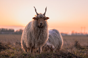 Hungarian Racka sheeps on a field and in a forest