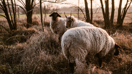 Hungarian Racka and Suffolk sheeps on a field and in a forest