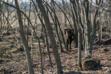 Newborn black lamb in a tall grass