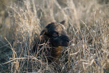 Newborn black lamb in a tall grass