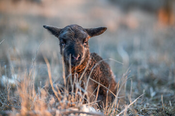 Newborn black lamb in a tall grass