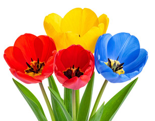 tulips multicolor flowers isolated on transparent background, Red yellow blue tulip f