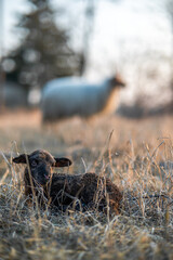 Racka mother sheep with her lamb
