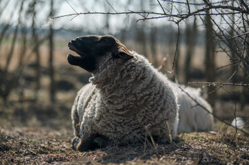 Suffolk ram sheep lying on the ground