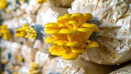 Close-up of clusters of yellow mushrooms