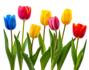  tulips multicolor flowers isolated on transparent background, Red yellow blue tulip f