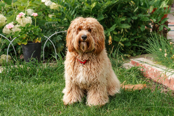 Fototapeta premium Beautiful brown curly-haired goldendoodle or labradoodle dog in the garden in summer