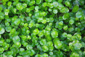 Green Asiatic pennywort or Centella asiatica leaves with fresh water droplets