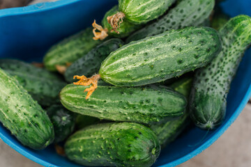 Harvesting cucumbers in a basket