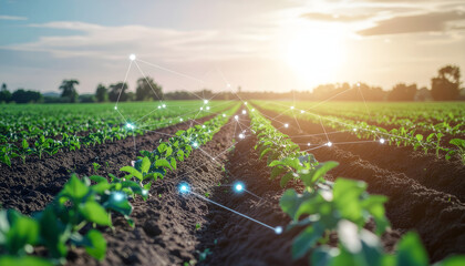 Rows of green crops in a field with a digital network overlay and a bright sun in the background