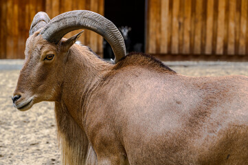 Portrait of barbary sheep