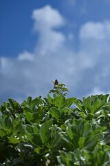 green leaves and blue sky