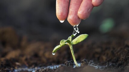 Watering small seedling with fingers gently, drops falling onto green sprout in dark soil, closeup of hand and droplet nourishing young plant, focus on water and growth, nurture and garden care - Powered by Adobe