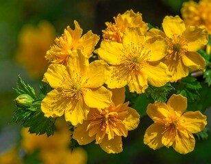 Bright Yellow Flowers in Bloom.