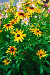 Fototapeta premium Flowering rudbeckia (Latin Rudbeckia) is an herbaceous plant