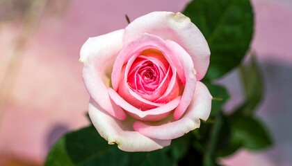 Close-up of a delicate pink rose (4)