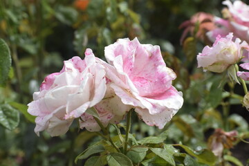 White rose with pink shades on petals and water drops after rain