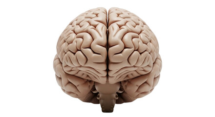 Human Brain Transparent Background