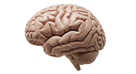Realistic Anatomy Brain Isolated Transparent Background
