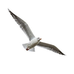 Seagull flying isolated on white on transparent background