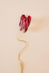 Weathered tulip flower on warm beige backdrop