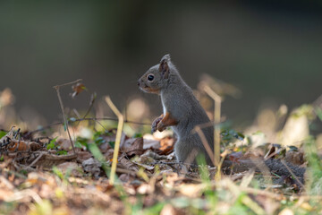 Fototapeta premium 森にすむ可愛いニホンリス 