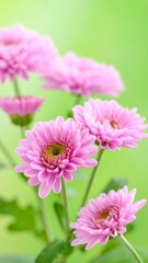 Pink flowers in soft focus