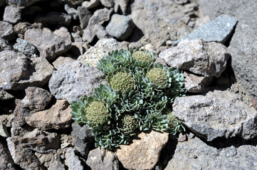 Raoulia eximia - a plant species belonging to the Asteraceae family. Raoulia eximia grows in poor soils with very low levels of phosphorus and nitrogen