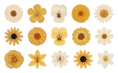 Diverse yellow floral collection.