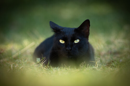 
Black Cat Resting on Grass with Green Eyes
