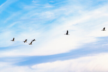 Flying Cranes on the sky
