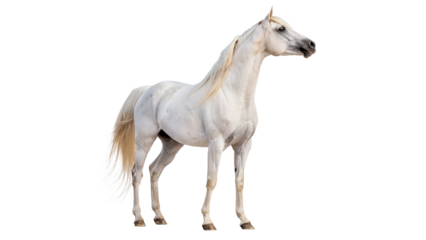 white arabian horse isolated on transparent background