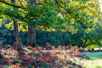 Wilted ferns under a oak tree at a meadow