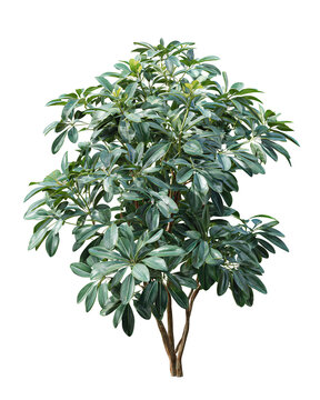 Compact indoor schefflera shrub with glossy oval leaves, angled trunk and fresh growth tips, soft top-down view, isolated on transparent background.
