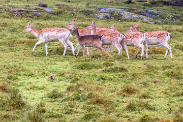 Flock of Fallow deer on a meadow