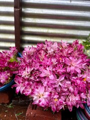 pink flowers in a greenhouse