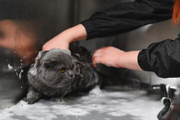 Woman washing cat in grooming salon. Cat bathing