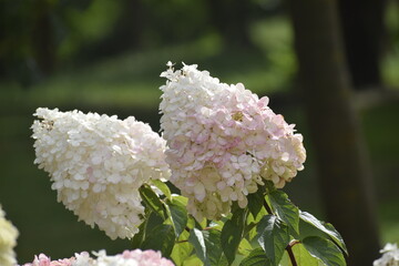 Hydrangea paniculata Grandiflora delicate flowers
