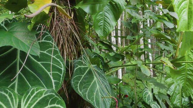 close up view of vibrant, veined leaves, likely Anthurium or similar tropical plants, thriving in the verdant environment of a botanical garden in Hawaii, showcasing the rich biodiversity of the islan