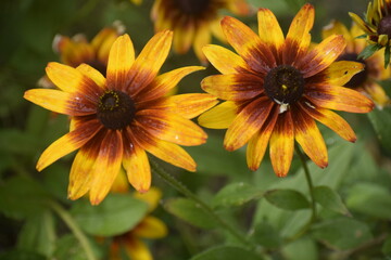 Fototapeta premium Hairy rudbeckia or Black-eyed Susan with water drops close up