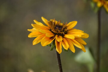 Rudbeckia close up after rain