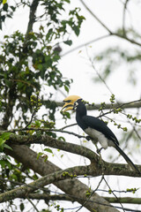 Oriental Pied Hornbill Feeding on Wild Fruits in Natural Habitat